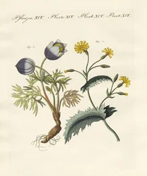 Poisonous German plants