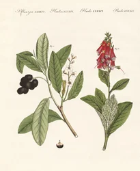 Poisonous Plants