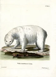 Polar Bear
