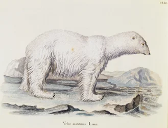 Polar bear (Ursus maritimus), from Mammals illustrated from Nature with descriptions, by Johann Christian Daniel von Schreber, engraving by IC Bock after drawing by Marechal, volume 3, table 141, Germany
