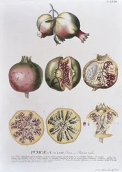 Pomegranate, engraved by Johann Jakob Haid plate 72 from a botanical book, pub. by Augustus Vind