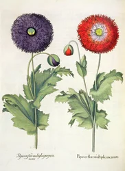 Poppies, from the Hortus Eystettensis by Basil Besler, pub. 1613