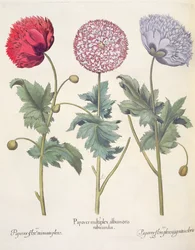 Poppies, from the Hortus Eystettensis by Basil Besler, pub. 1613