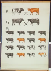 Poster demonstrating Mendel