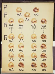 Poster of Cepea Snails