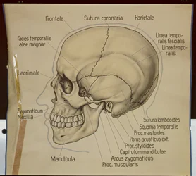 Poster of the side view of a human skull