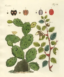 Precious Insects