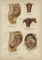 Pregnancy