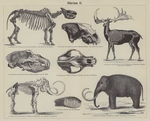 Prehistoric animals