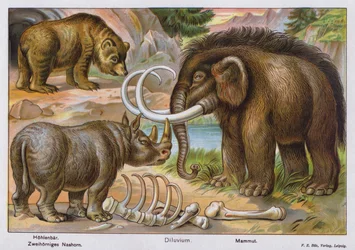 Prehistoric Mammals