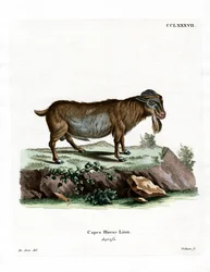 Pygmy Goat