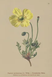 Pyrenean Poppy