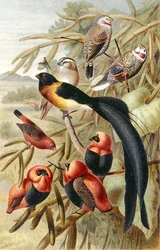 Quelea, plate from "Brehms Tierleben: Allgemeine Kunde des Tierreichs", vol 4, p. 352, published by Bibliographisches Institut