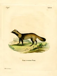 Raccoon Dog