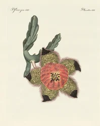 Rare African plants