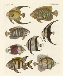 Rare Indian Fish