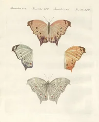 Rare butterflies