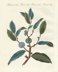 Rare Ornamental Plants