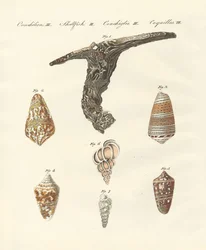 Rare shells