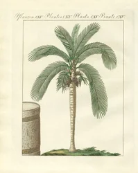Rare Trees