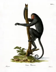 Red-faced Spider Monkey