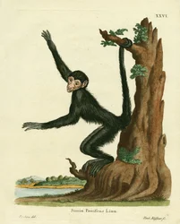 Red-faced Spider Monkey
