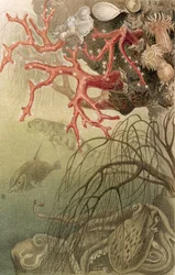 Red Coral, plate from Brehms Tierleben