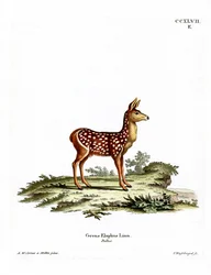 Red Deer Fawn