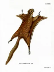 Red Giant Flying Squirrel