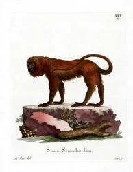 Red Howler