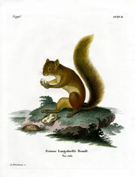 Red Squirrel
