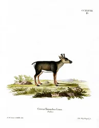 Reindeer Fawn