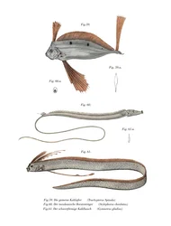 Ribbon Fish
