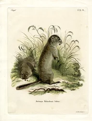 Richardson