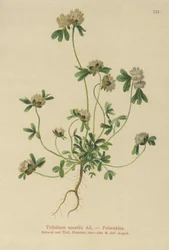 Rock Clover