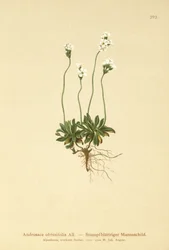 Rock Jasmine