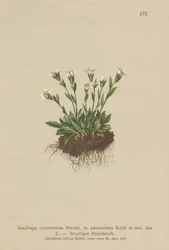 Rock Saxifrage
