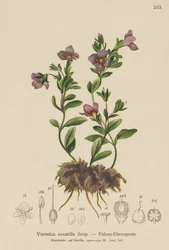 Rock Speedwell