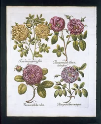 Roses, plate 95 from Hortus Eystettensis by Basil Besler, pub. 1613