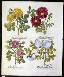 Roses, plate 96 from Hortus Eystettensis by Basil Besler, pub. 1613