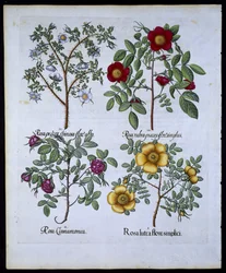 Roses, plate 98 from Hortus Eystettensis by Basil Besler, pub. 1613