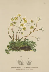 Rough Saxifrage