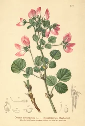 Round-leaved Restharrow