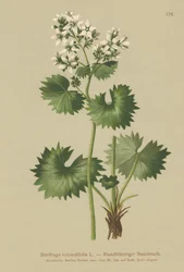 Round-leaved Saxifrage