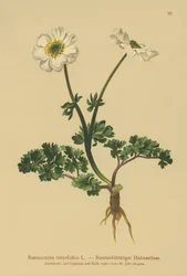 Rue-leaved Crowfoot (Ranunculus rutaefolius)