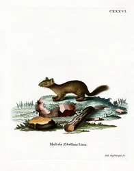 Sable