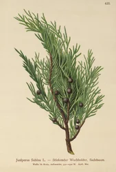 Savin Juniper