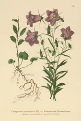 Scheuchzers Bellflower