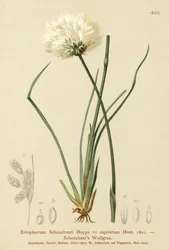 Scheuchzers Cotton-grass
