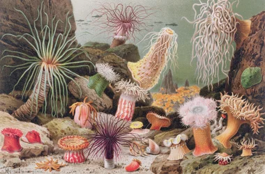Sea Anemone, plate from Brehms Tierleben